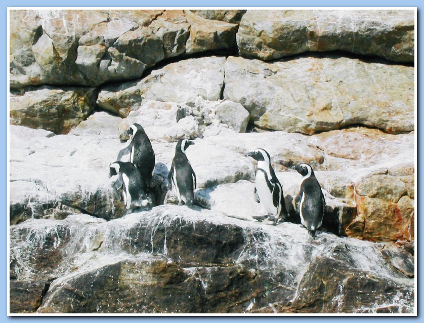 Penguin colony